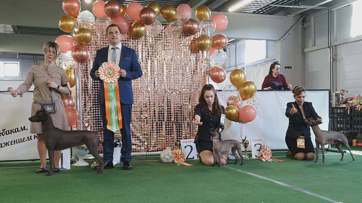 29.03.2025, СПб. Клуб "Спарс" (РКФ, РФСС). Моно МЕКСИКАНСКАЯ ГОЛАЯ СОБАКА смотреть онлайн