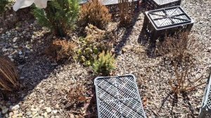 Дачные истории. 4-5 апреля 2025г. 
Подготовка растений к холодной погоде. 
Новинки для сада.