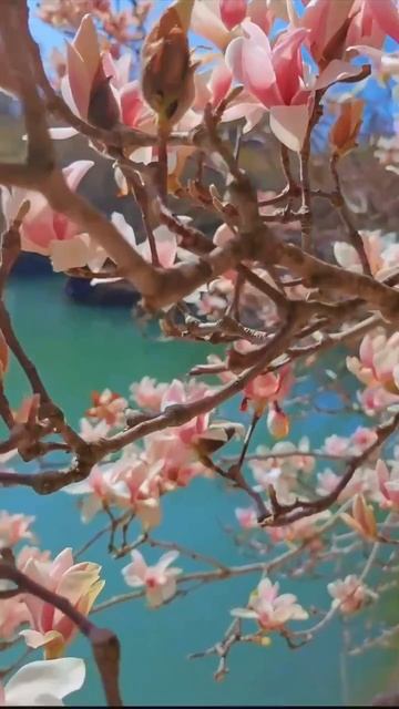 красота красивая 😍🔥💐