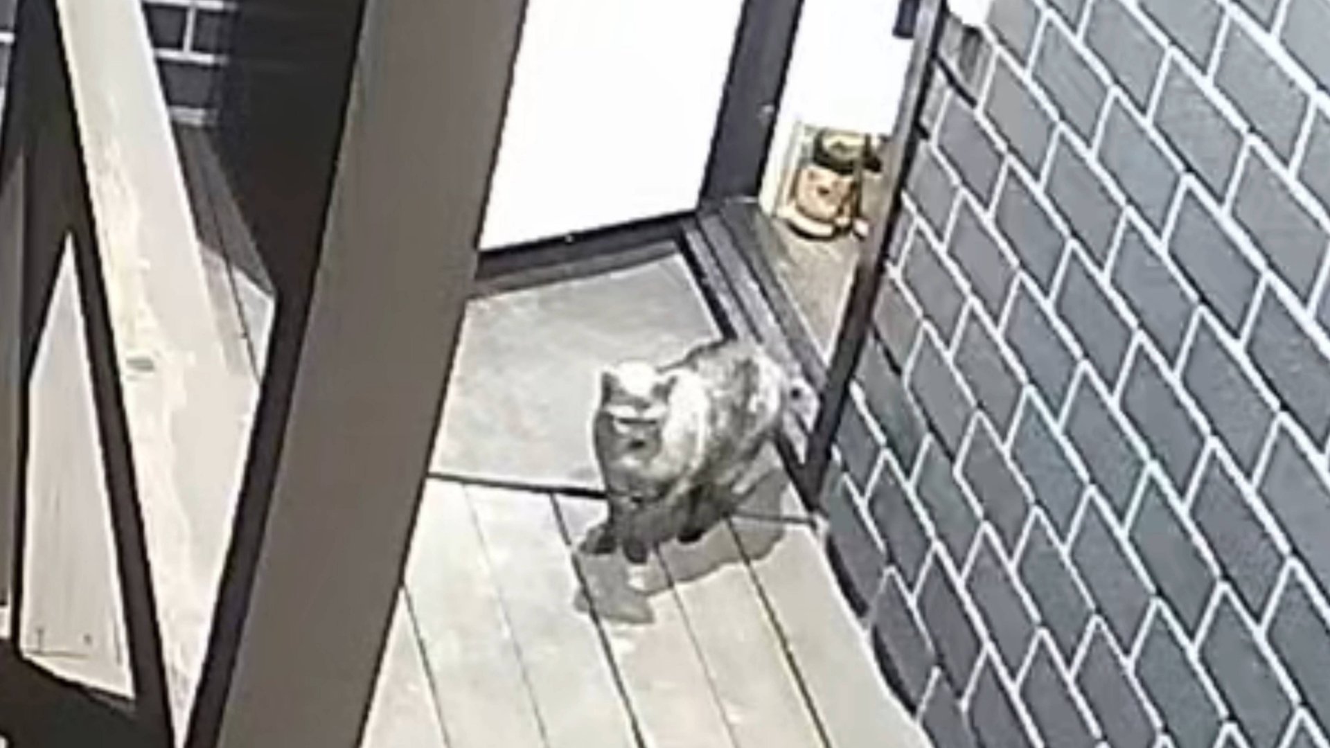 загнать кабанчика смотреть онлайн