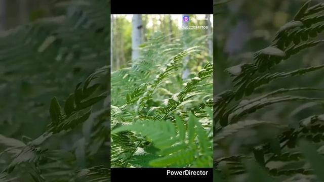 Ушной бальзам от природы смотреть онлайн