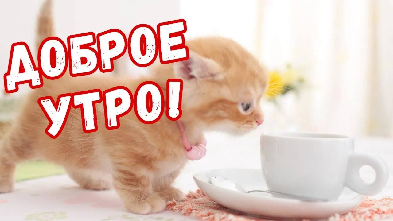 Доброго утра ☕ 💕 ПОЖЕЛАНИЯ смотреть онлайн
