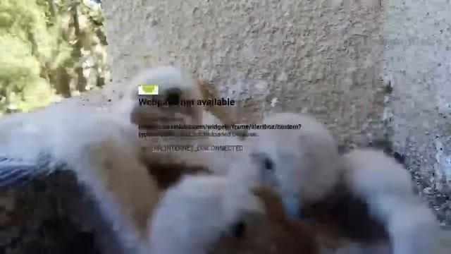 Common Kestrel nest | Гнездо сокола пустельги смотреть онлайн