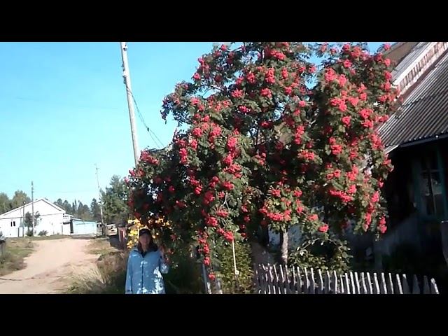 Приснись - Автор музыка и поёт Роман Лиманский смотреть онлайн