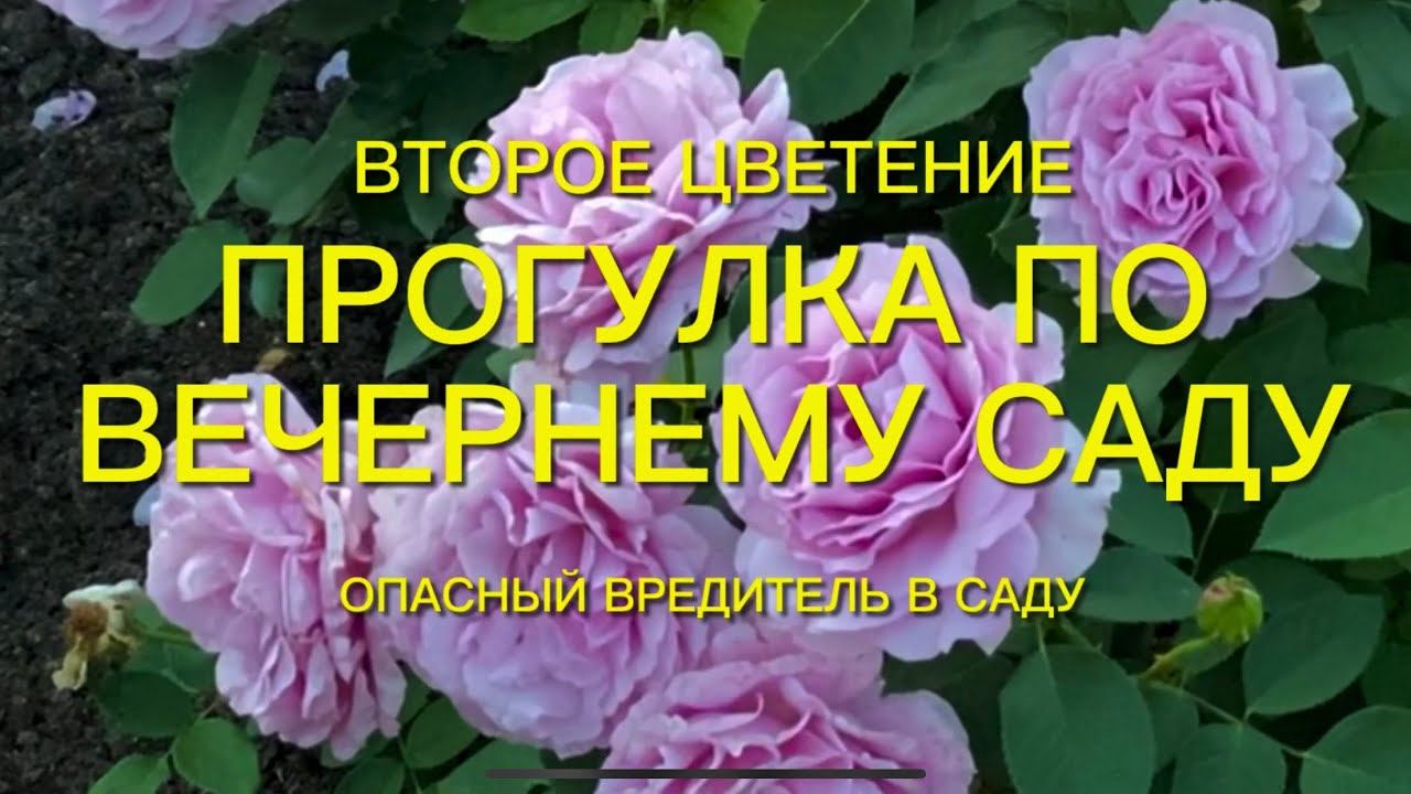Розы. Прогулка по вечернему саду. Опасный вредитель на розах. Часть 1. смотреть онлайн