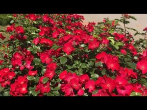 Розы. Робуста - мощь и красота этой розы вызывает восторг!!!