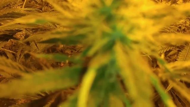 RACE to 420 смотреть онлайн