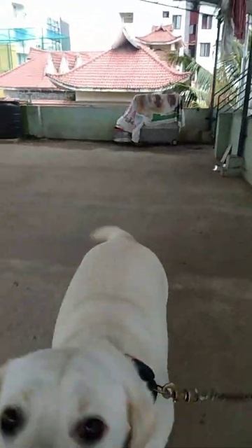 This is our Bella❤️😘, 1.5 Yrs old, like if you ❤️ #shorts #labrador #dog #petlover #malayalam #like смотреть онлайн