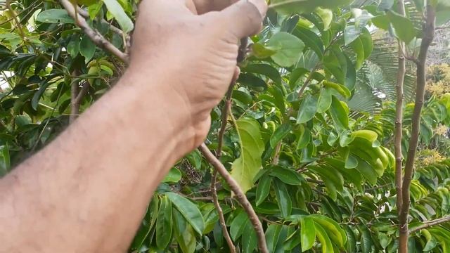 Can I Trick My Apple Trees to Fruit in the Tropics смотреть онлайн