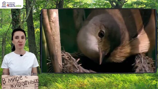 В мире животных смотреть онлайн