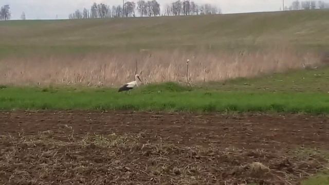 Бусел смотреть онлайн