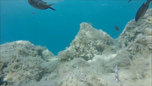 Maratea mondo sommerso, 2016 / underwater action cam / gopro смотреть онлайн