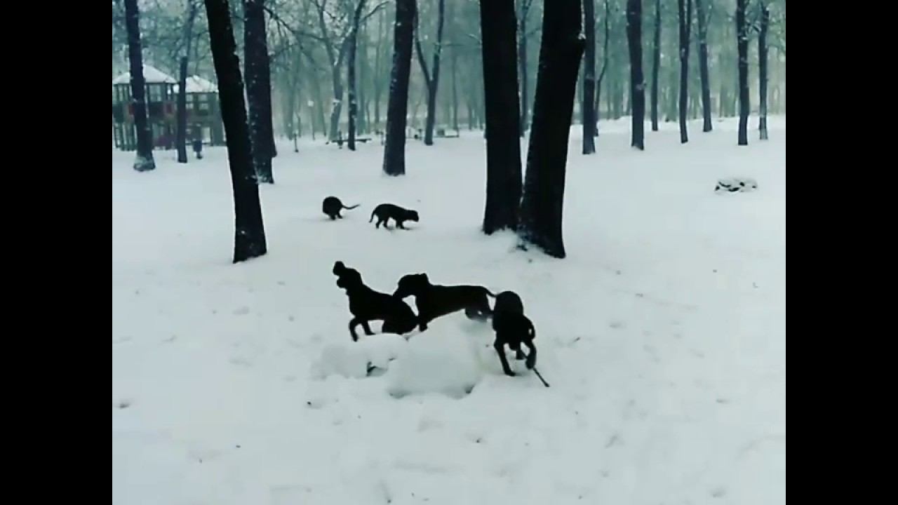 Баварская горная гончая, прогулка