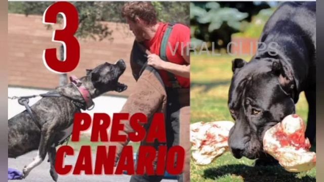 most dangerous Banned dog breeds on the world 2021🙄lion Vs dogs🦁 смотреть онлайн
