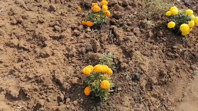 Садоводство, огородничество. 14.08.2021 г. Обзор. смотреть онлайн