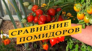 Сравнение. Томат Купидон и томат Поцелуй.
