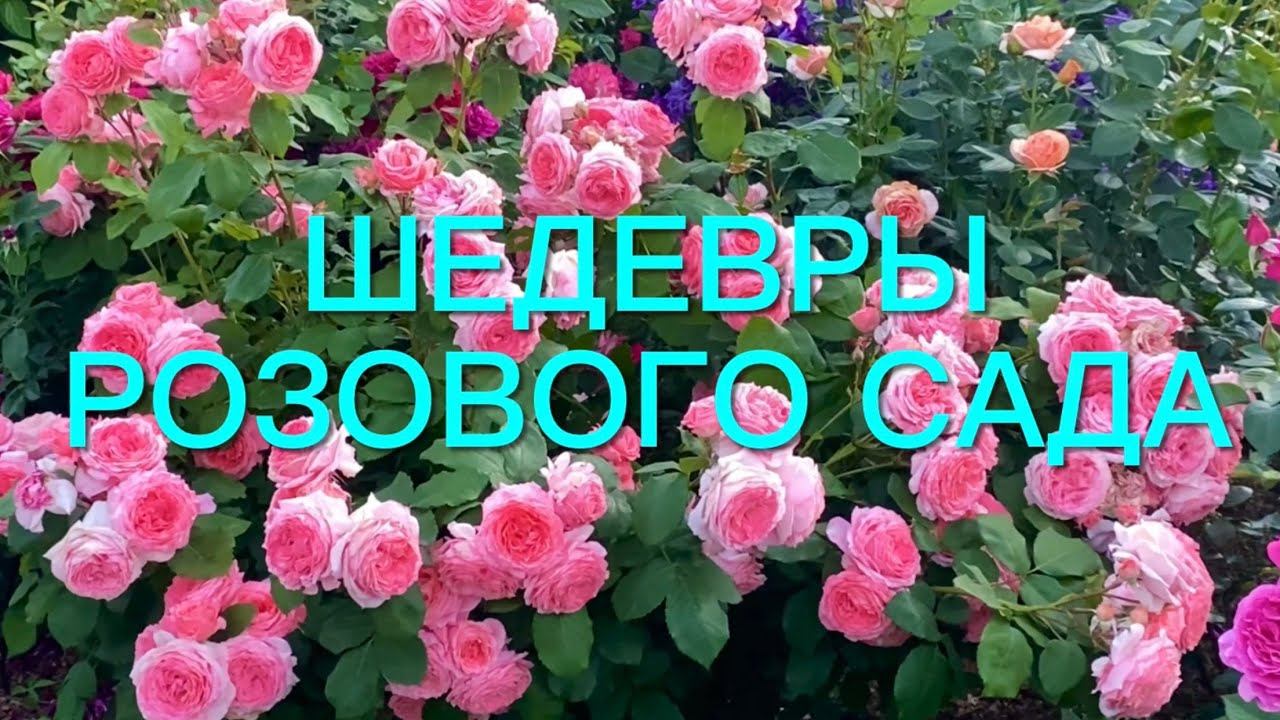 Розы. Сад моей мечты. Наслаждаемся цветением роз. Как они сейчас хороши. Часть 2. смотреть онлайн