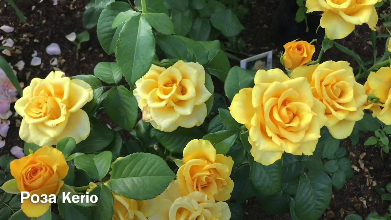 Розы. Не цветение, а восторг. Вы мечтали об этом!!! смотреть онлайн