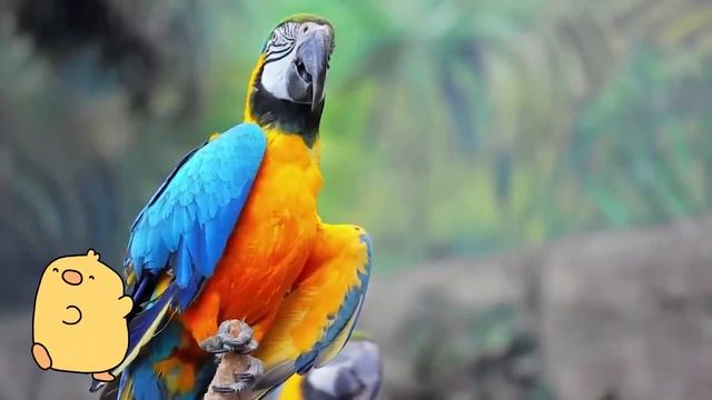 Sounds of familiar animals,wild animals Hippos, dogs, horses, cows, cats Part 2 смотреть онлайн