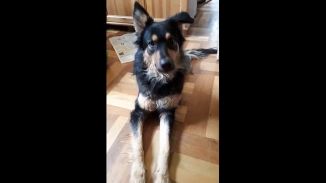 Бонни - ищем новый дом и доброго хозяина смотреть онлайн