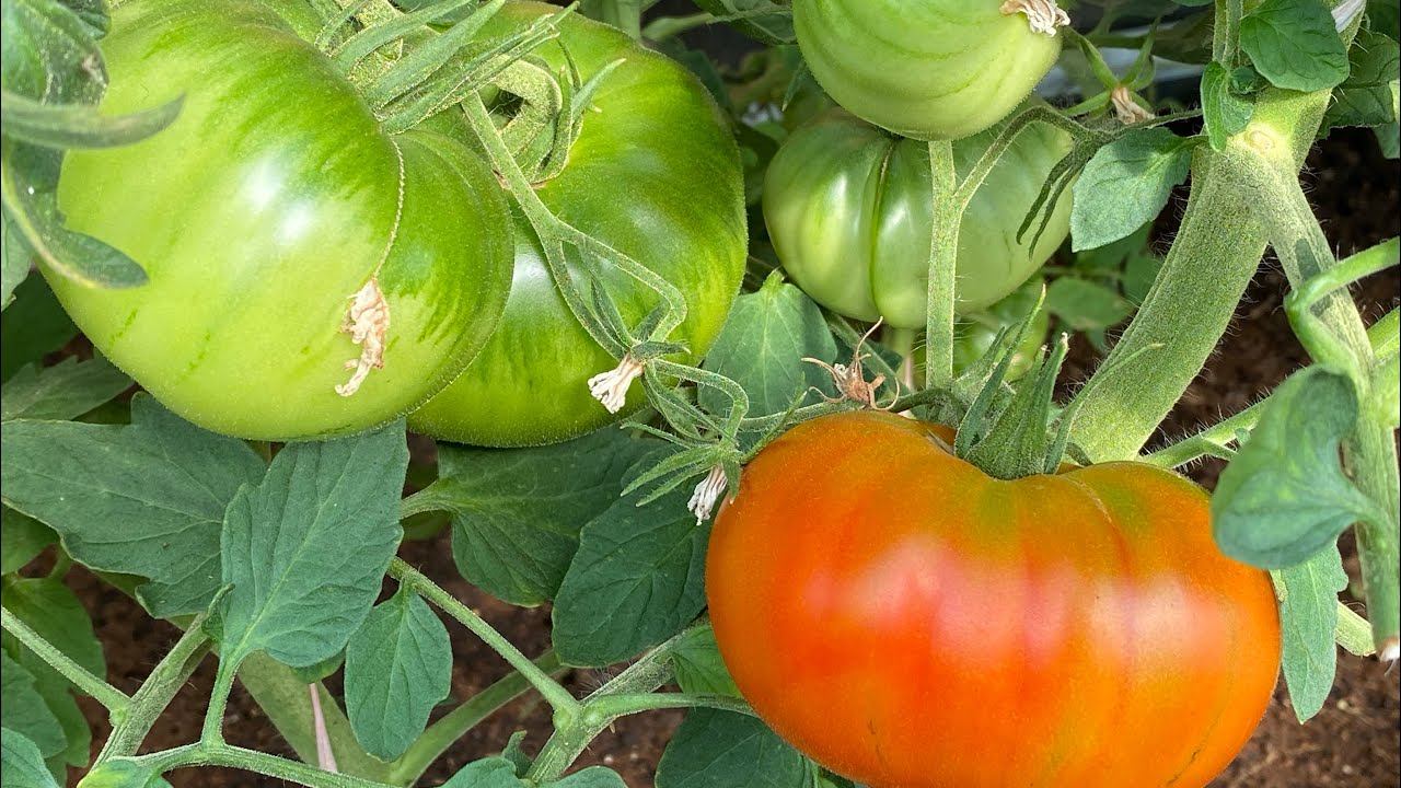 А в огороде все прет!!! Томаты, огурцы, перцы и другие овощи в моем саду. смотреть онлайн