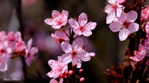 НЕЖНАЯ МУЗЫКА И ЧАРУЮЩЕЕ ПЕНИЕ ПТИЦ 🎵 НЕЖНЫЕ ЗВУКИ ПРИРОДЫ И РАССЛАБЛЯЮЩАЯ МУЗЫКА ДЛЯ СНА