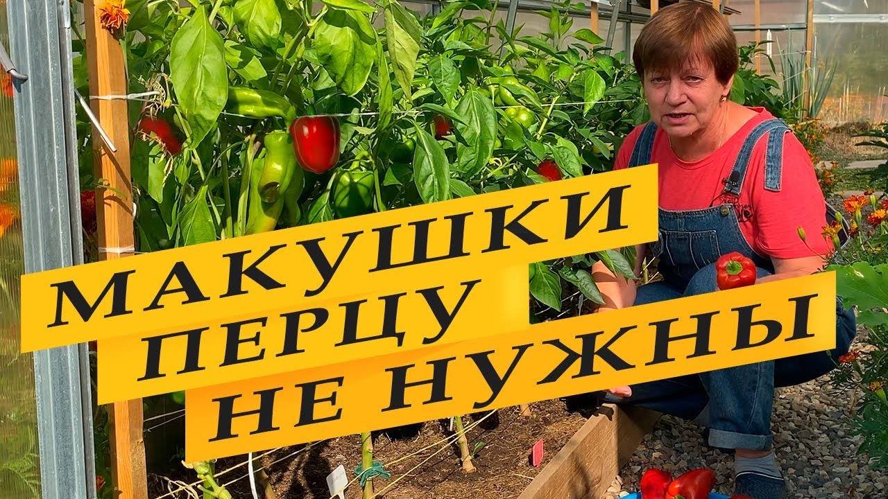 Перец спеет на глазах! смотреть онлайн