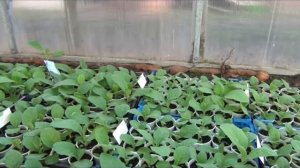 Рассада табака 6 апреля 2025