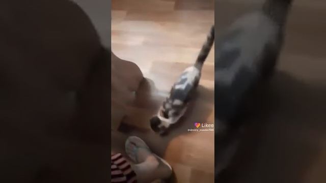 смотреть всем реально умная кошка смотреть онлайн