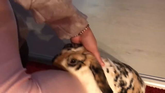 Lapin demande des câlins)) смотреть онлайн