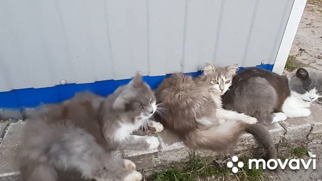 О шпагате...(забыла показать)