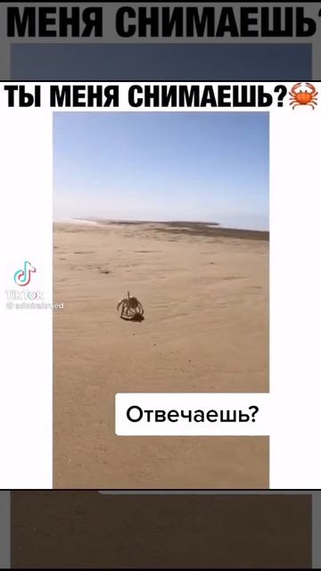 Тик ток краб смотреть онлайн