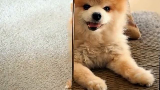 Померанский шпиц смотреть онлайн