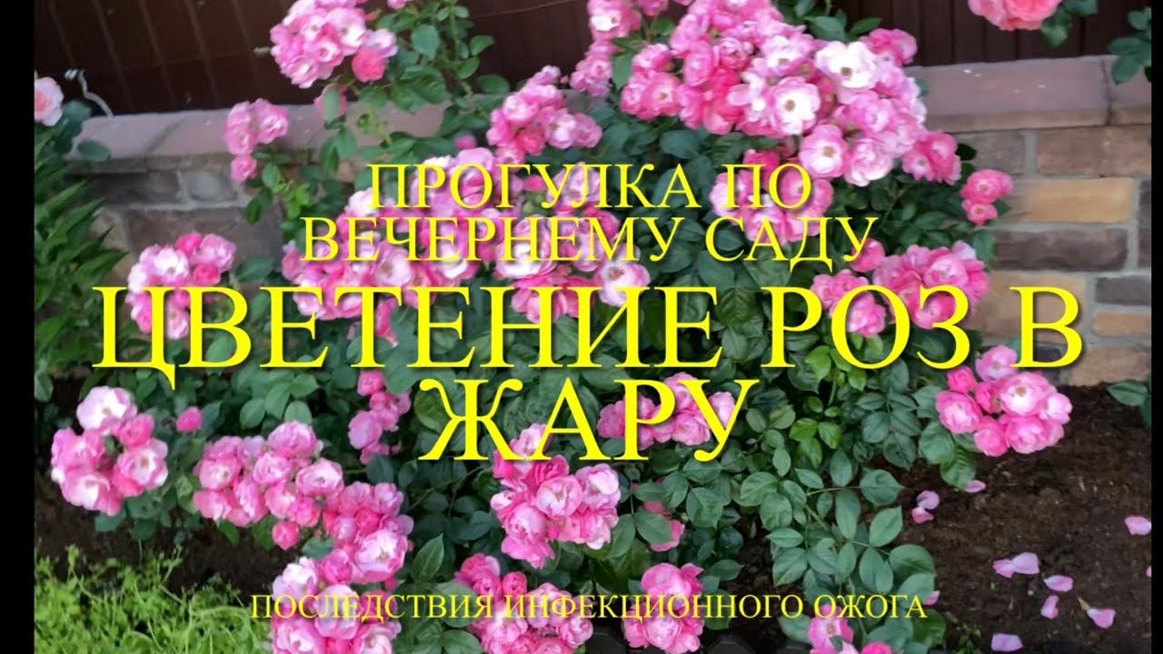 Розы. Вечерняя прогулка по саду. Как цветут мои розы в жару. Последствия инфекционного ожога. смотреть онлайн
