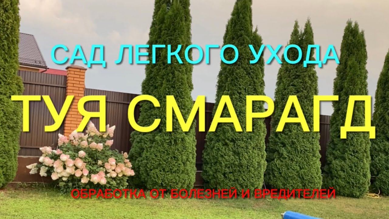 Обязательно посадите тую Смарагд. Красива, легка в уходе и я докажу Вам это. смотреть онлайн