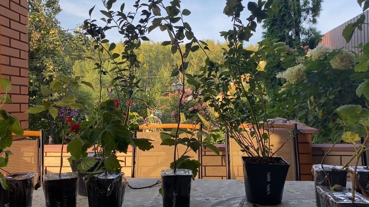 В моем саду новинки! Распаковка посылок с ягодными растениями и препаратами по уходу за ними. смотреть онлайн