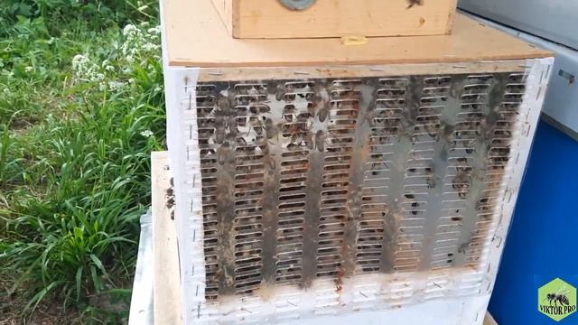 Інсемінація(ш.о.)бджоломаток/шлях до контролю потомства смотреть онлайн