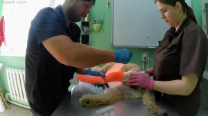 Наложение длинной циркулярной жесткой повязки