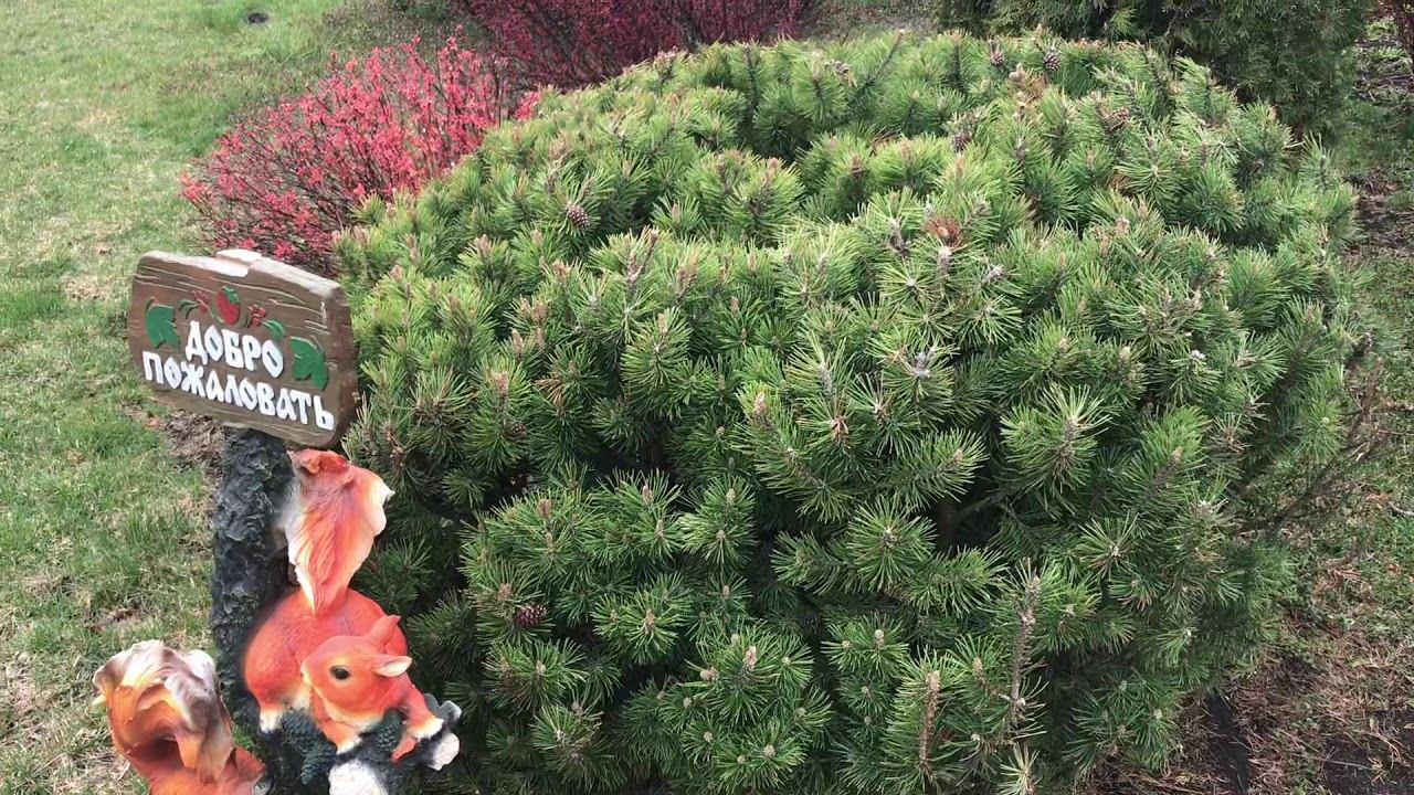 Композиция из декоративных растений. Легко и просто. смотреть онлайн