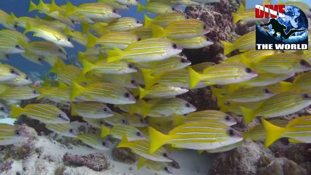 Diving the Maldives: scuba diving with manta rays, sharks and more - best Maldives dive sites смотреть онлайн