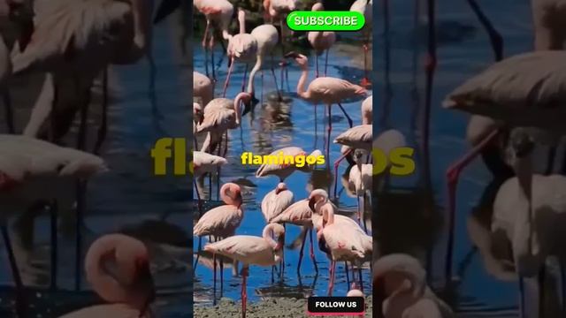 Lake Manyara Stress relief! #ytshorts #Wildlife Conservation смотреть онлайн