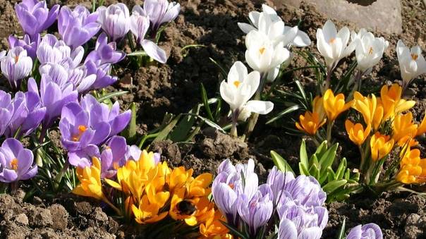 ВЕСНА ИДЕТ , ВЕСНЕ ДОРОГУ! смотреть онлайн