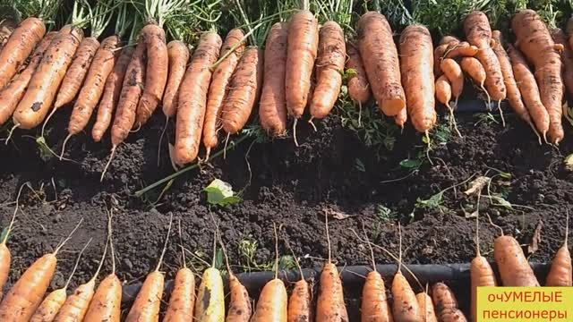 Мои СЕКРЕТЫ выращивания крупной и сочной МОРКОВИ.