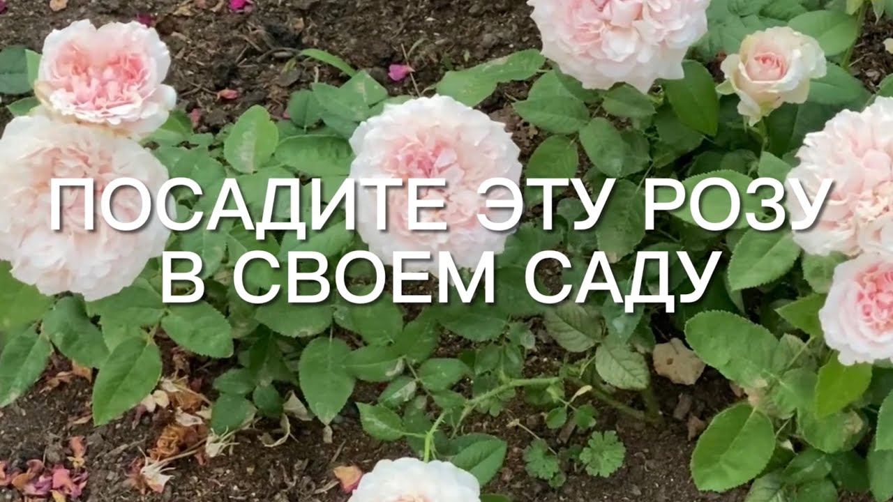 Розы. Новинки 2021 года бьют рекорды по красоте !!! Но и старожилы сада не отстают …. смотреть онлайн
