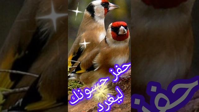#بتبتة خطيرة لأنثى الحسون تجعل الذكر يغرد #Un cri dangereux de la femelle chardonneret qui fait смотреть онлайн