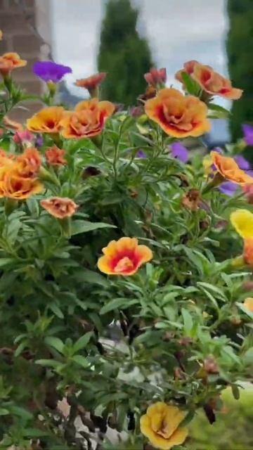 Calibrachoa hanging basket #shorts #flowers #gardening #summer #hangingbasket #hangingplants смотреть онлайн