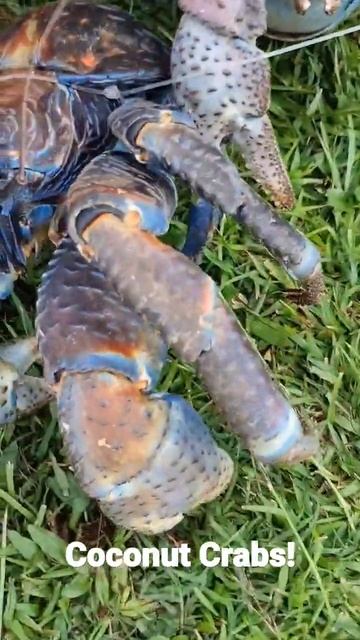 Niue Coconut Crabs! смотреть онлайн