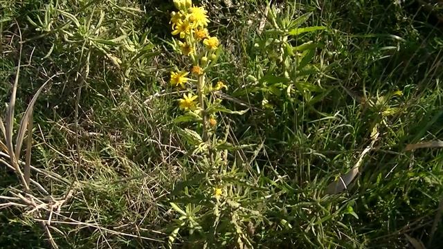 ALTABACA: Dittrichia viscosa (www.riomoros.com) смотреть онлайн
