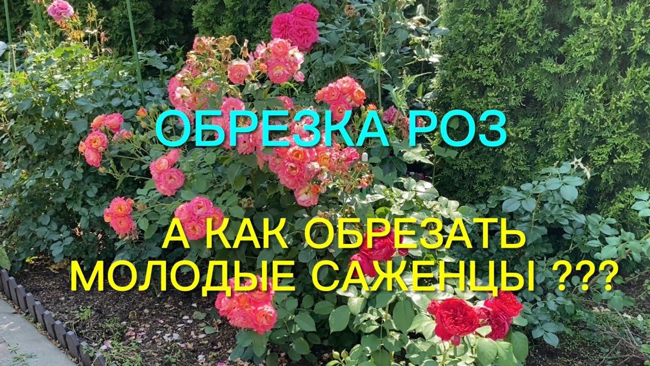 Розы. Обрезаем флорибунды, шрабы, чайно - гибридные розы. А как поступить с молодыми саженцами??? смотреть онлайн