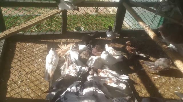 андижанские голуби С-Пб смотреть онлайн